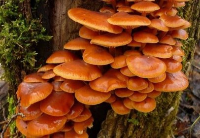 Medové houby na pařezech: jak vypadají, jak rostou, kdy a kde sbírat
