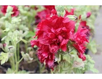 Topolovka růžová 'Spring Celebrities Crimson' - Alcea rosea 'Spring Celebrities Crimson' Květník o průměru 13 cm