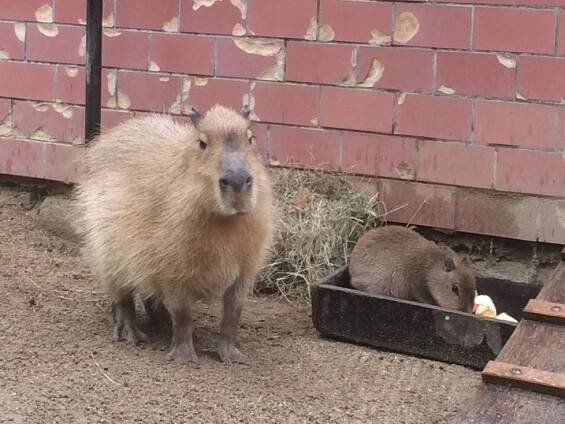 Brněnská zoo boduje: Získala Bílého slona a chlubí se mladou kapybarou!