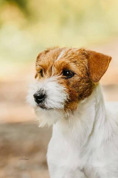 G vrh od Hadího potoka – Jack Russell teriér od Hadího potoka
