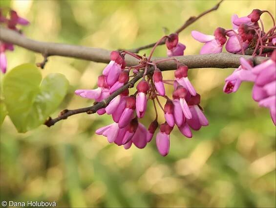 Cercis siliquastrum – zmarlika Jidášova