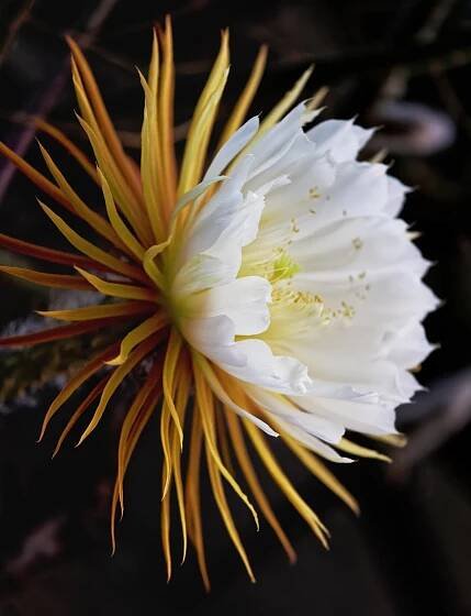 Cereus: rod sukulentních rostlin z čeledi kaktusovitých