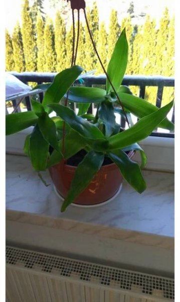 Kalisie voňavá – Callisia fragrans - PepinoGold.cz