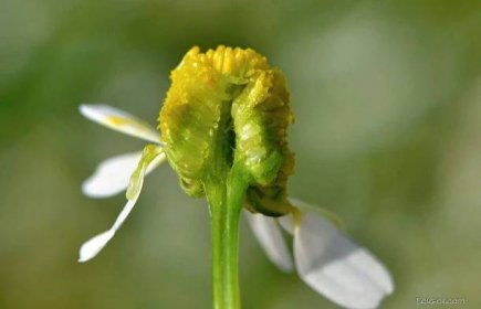 Heřmánek pravý (Matricaria recutita)