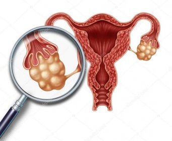 Stáhnout - Koncepce vaječníků a dělohy s vejcovody jako zvětšení blízké reprodukci ženské reprodukce na bílém pozadí jako symbol plodnosti a zdraví reproduktivního systému. — Stock obrázek