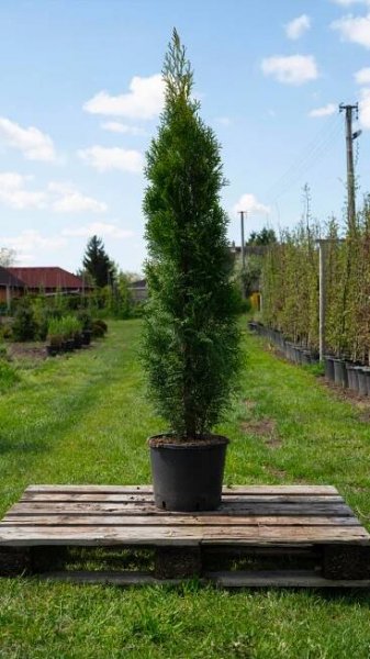 Thuja occidentalis 'Smaragd' 120 - 140 cm