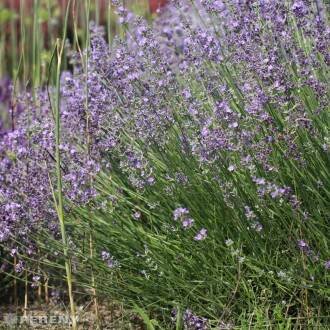 Lavandula angustifolia ‘Munstead‘ - K3l