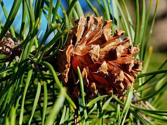 Borovice pokroucená Pinus contorta | Blanokřídlí v Praze