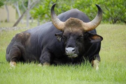 Navzdory své velké velikosti je gaur býložravec.