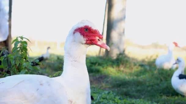 Domácí kachny na farmě. Péče a chov kachen. — Stock záběr