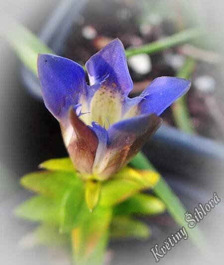 Gentiana scabra