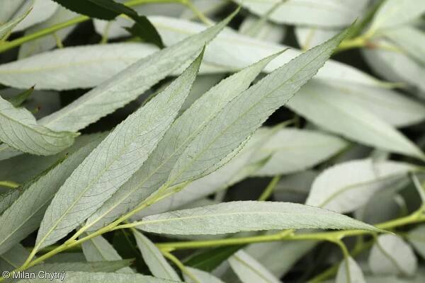 Salix euxina – vrba křehká