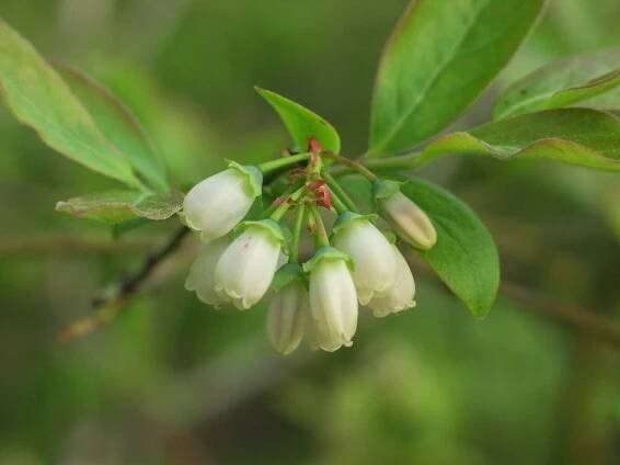 Brusnice chocholičnatá (Vaccinium corymbosum)