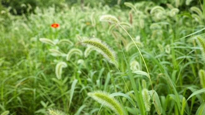 Bér zelený (Setaria viridis) – atiger/Shutterstock