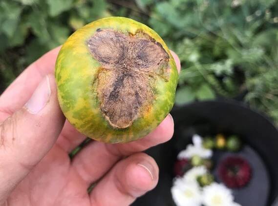 Allotment Month 33: today is a good day | Jack Wallington | Nature & Gardens