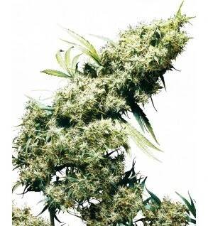Sensi Seeds Jamaican Pearl feminizovaná