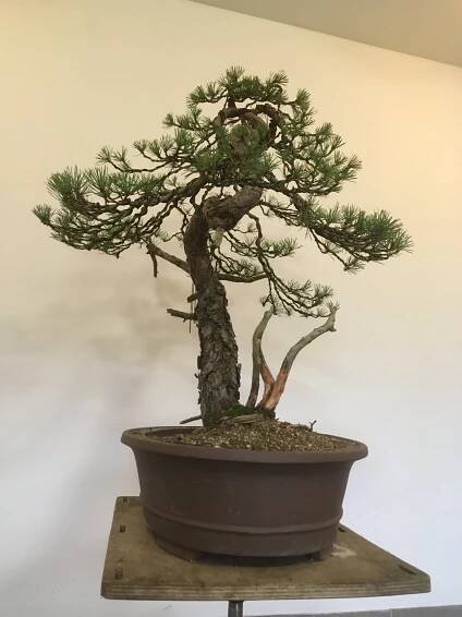 Honza Novotný - Bonsai blog