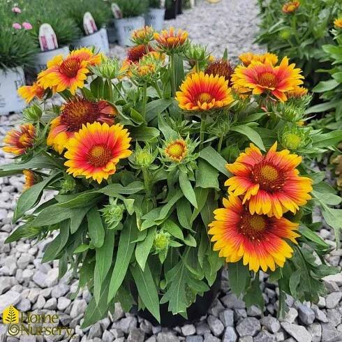 Blanket Flower Image