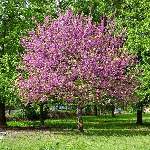 Zmarlika Jidášova - Cercis siliquastrum - semena - 6 ks od 48 Kč - Heureka.cz