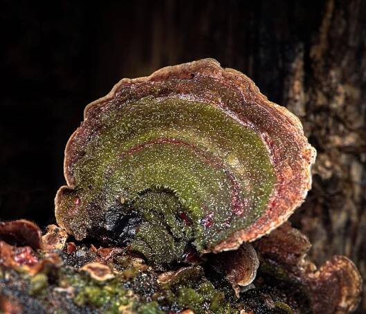 False Turkey Tail Fungus on Dead Tree Branch