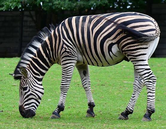 zebra Chapmanova / equus quagga chapmani