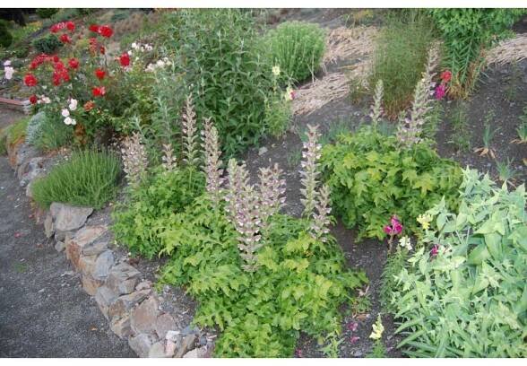 Acanthus mollis - paznechtík