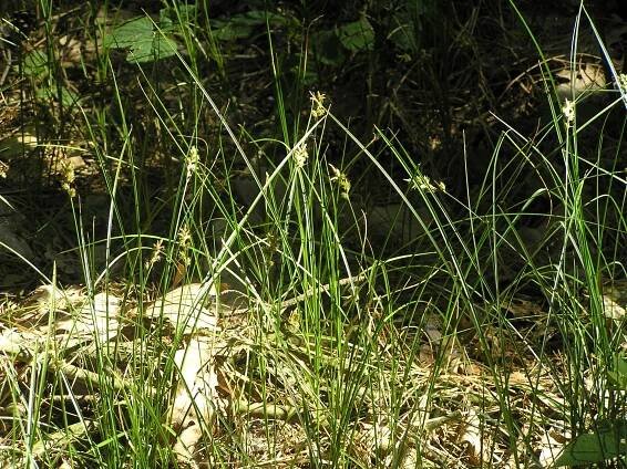 Soubor:Carex pseudobrizoides2.JPG