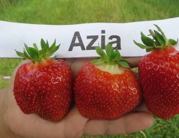 Asie, oblíbená odrůda jahod