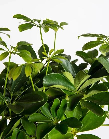 Šeflera, Schefflera arboricola Nora, květináč 17 cm, skladem | ZAZUMi.cz