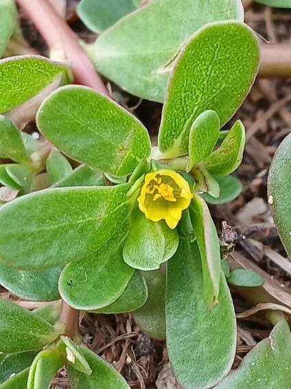 Portulaca oleracea L., Šrucha zelná (Světová flóra) - Pl@ntNet identify