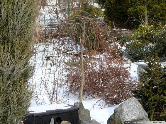 Salix caprea Kilmarnock vrba jíva pendula