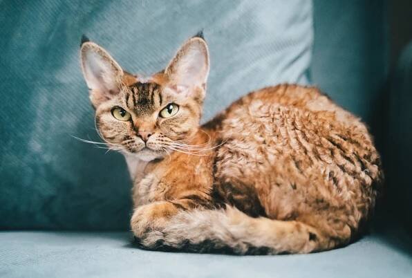 This Cat Looks Like a Little Elf—Meet the Devon Rex