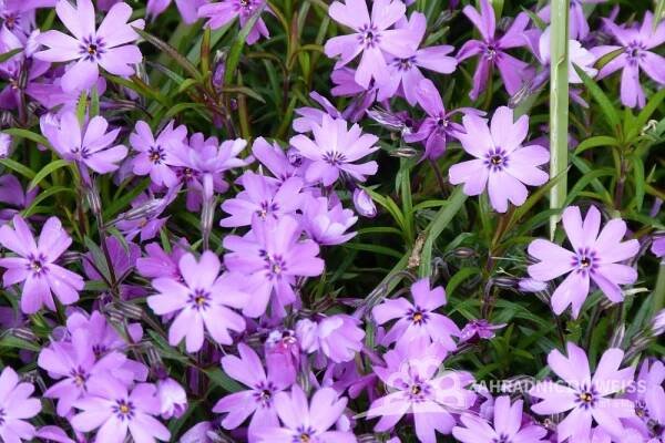 FLOX SKALKOVÝ - PHLOX SUBULATA "SPRING LILAC"