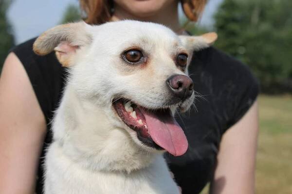 MARTIČKA z Jimlína - ADOPTOVANÁ - Home4Pets