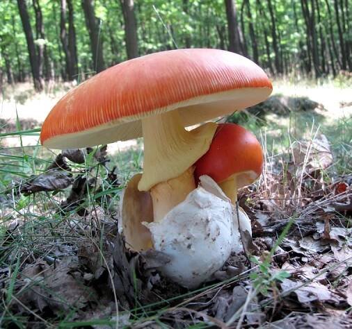 Obrázek - Amanita caesarea (muchomůrka císařka) | BioLib.cz