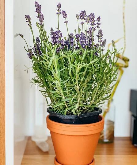 Lavender plant in terracotta-colored pot