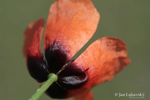 Mák polní (Papaver argemone)