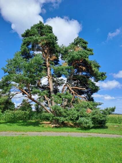 Památná borovice Radenín - akce, info, počasí, fotografie