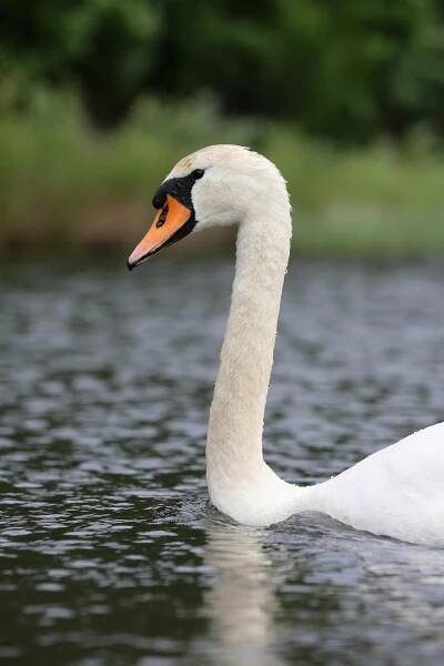 Základová fotografie na téma bílá labuť, čeření, chování zvířat, cygnus olor, detail, divočina, divoké stvoření, divoký