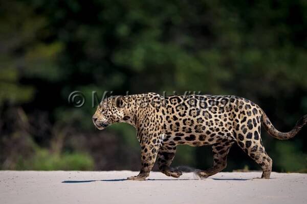Jaguars Photography