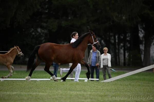 NŠ Plasy 2017 – Millen Stud