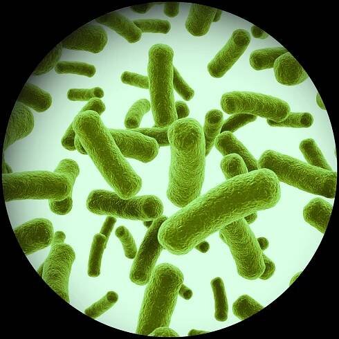 bacillus microbes