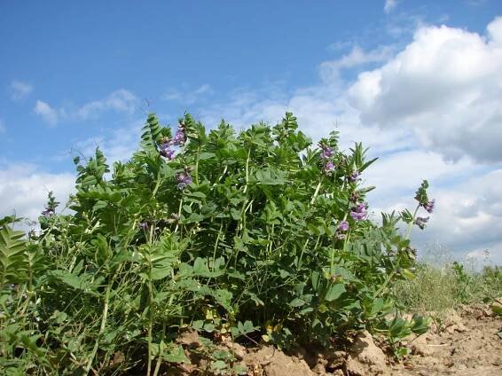 bobovité- FABACEAE – 5. stránka – PlantaNaturalis.com
