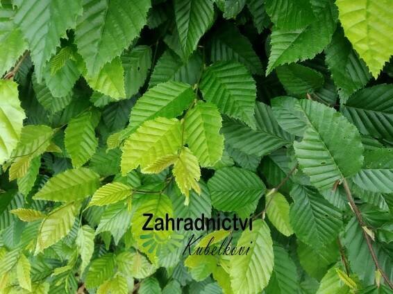 Habr obecný - Carpinus betulus 1 l