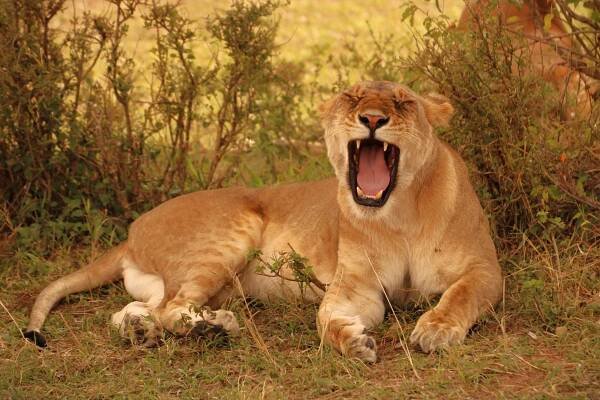 Národní rezervace Masai Mara - Safari a dovolená v Keni