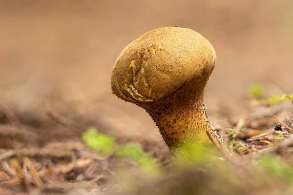 Houby české přírody | Fotogalerie houbového světa