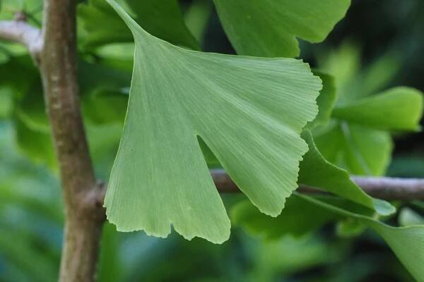Jinan dvoulaločný "GINKGO BILOBA", výška + 200 cm