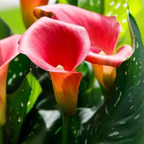 Decorum | Calla Zantedeschia catalogus 2024 | Vreugdenhil Bulbs & Plants by Vreugdenhil Bulbs & Plants - Issuu