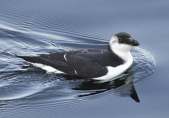 razorbill