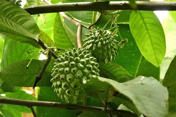Annona - Graviola
